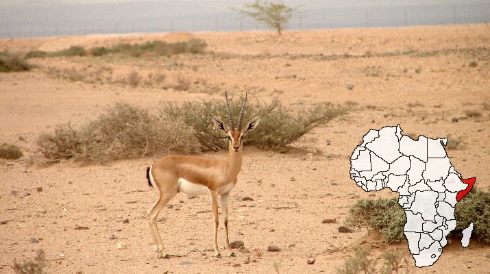Somalie : Bref Descriptif